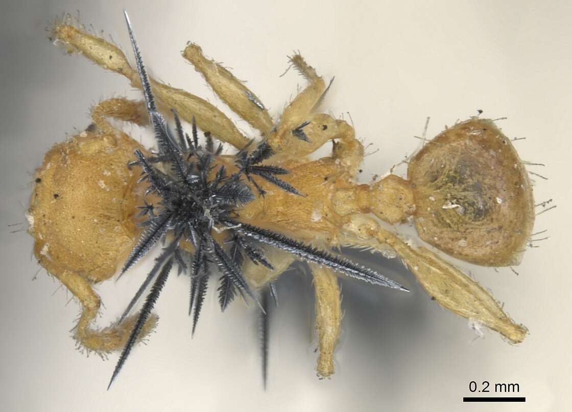 Image of Pheidole variabilis Mayr 1876
