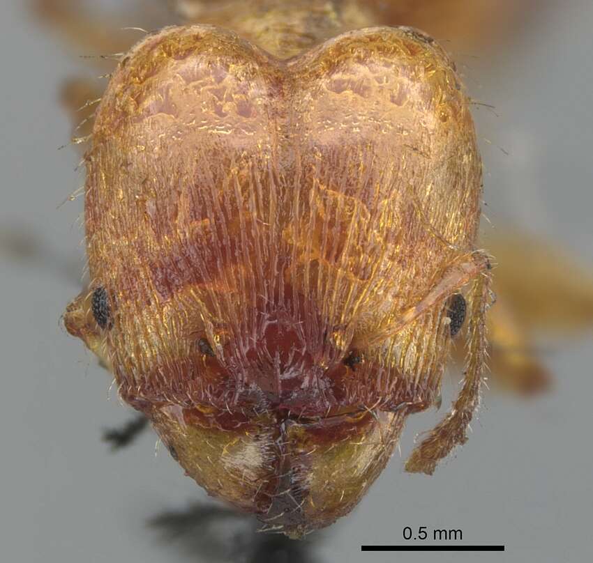 Plancia ëd Pheidole variabilis Mayr 1876