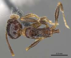 Image of Pheidole dentata Mayr 1886