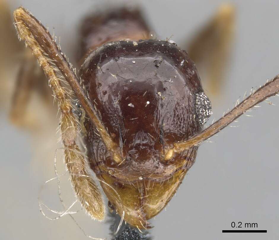 Image of Pheidole dentata Mayr 1886