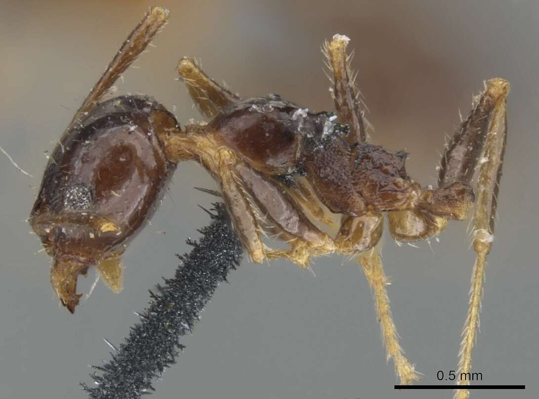 Image of Pheidole dentata Mayr 1886