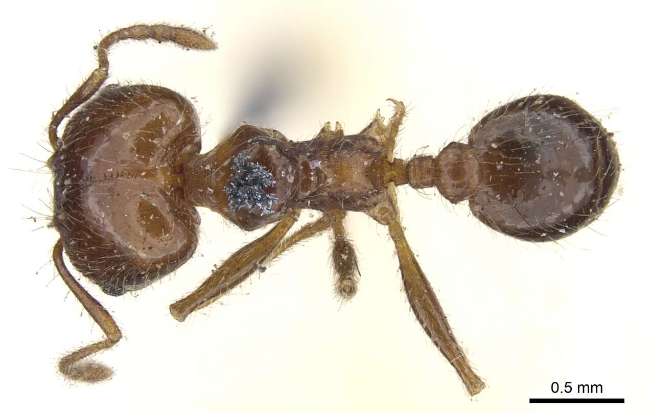 Image of Pheidole dentata Mayr 1886