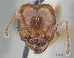 Image of Pheidole dentata Mayr 1886