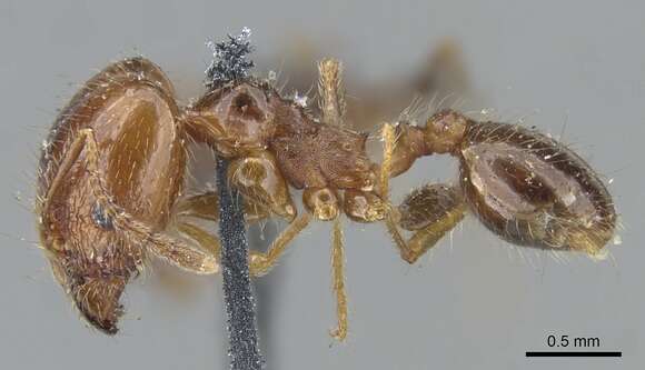 Image of Pheidole dentata Mayr 1886