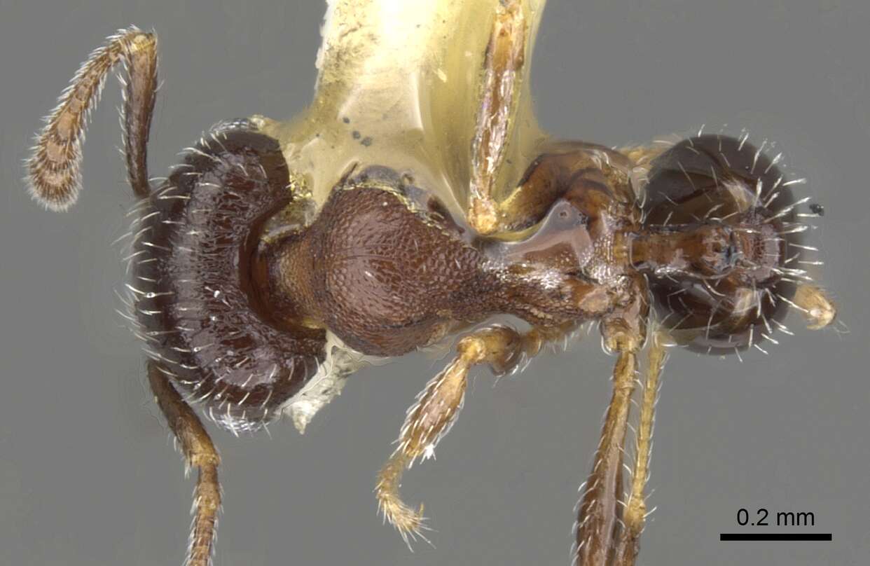 Image of Pheidole littoralis Cole 1952