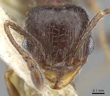 Image of Pheidole littoralis Cole 1952