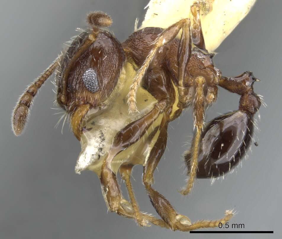 Image of Pheidole littoralis Cole 1952