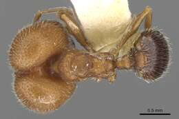 Image of Pheidole littoralis Cole 1952