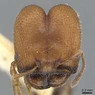 Image of Pheidole littoralis Cole 1952