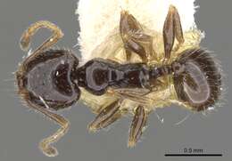 Image of Pheidole clementensis Gregg 1969