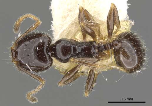 Plancia ëd Pheidole clementensis Gregg 1969