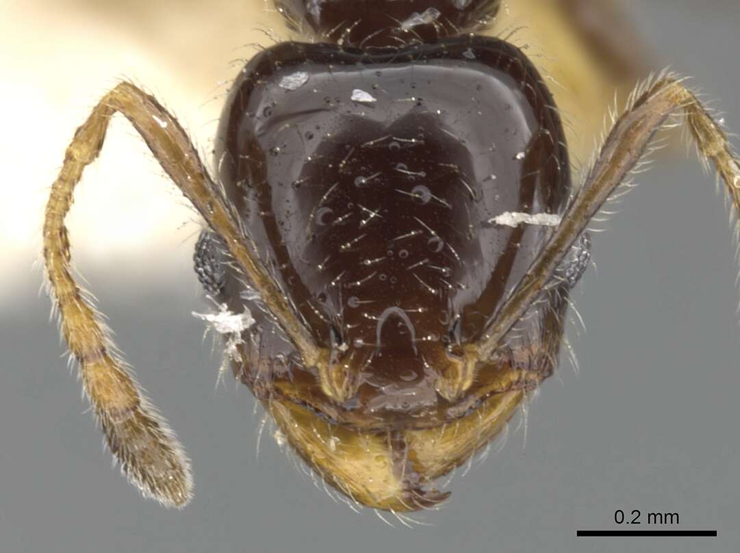 Image of Pheidole clementensis Gregg 1969