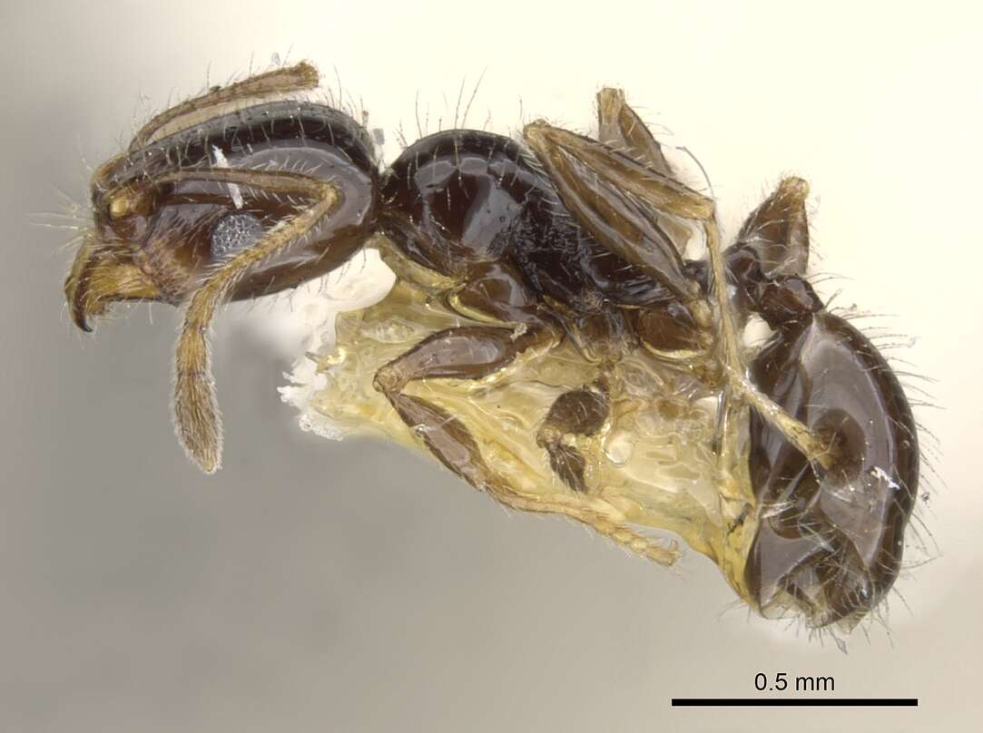 Image of Pheidole clementensis Gregg 1969