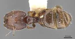 Image of Pheidole clementensis Gregg 1969