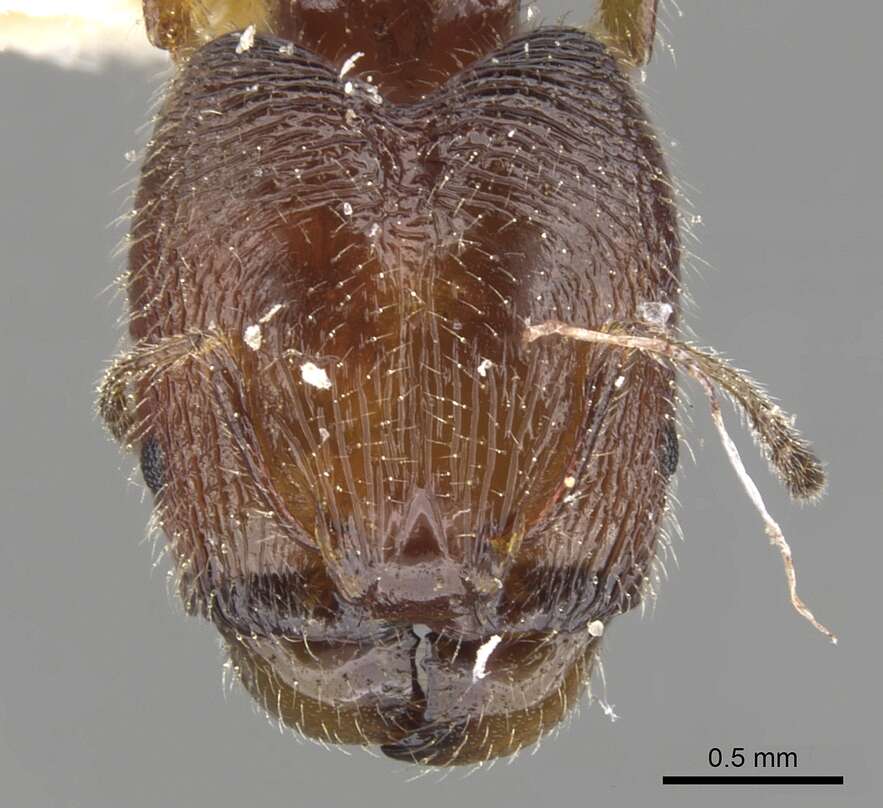 Image of Pheidole clementensis Gregg 1969