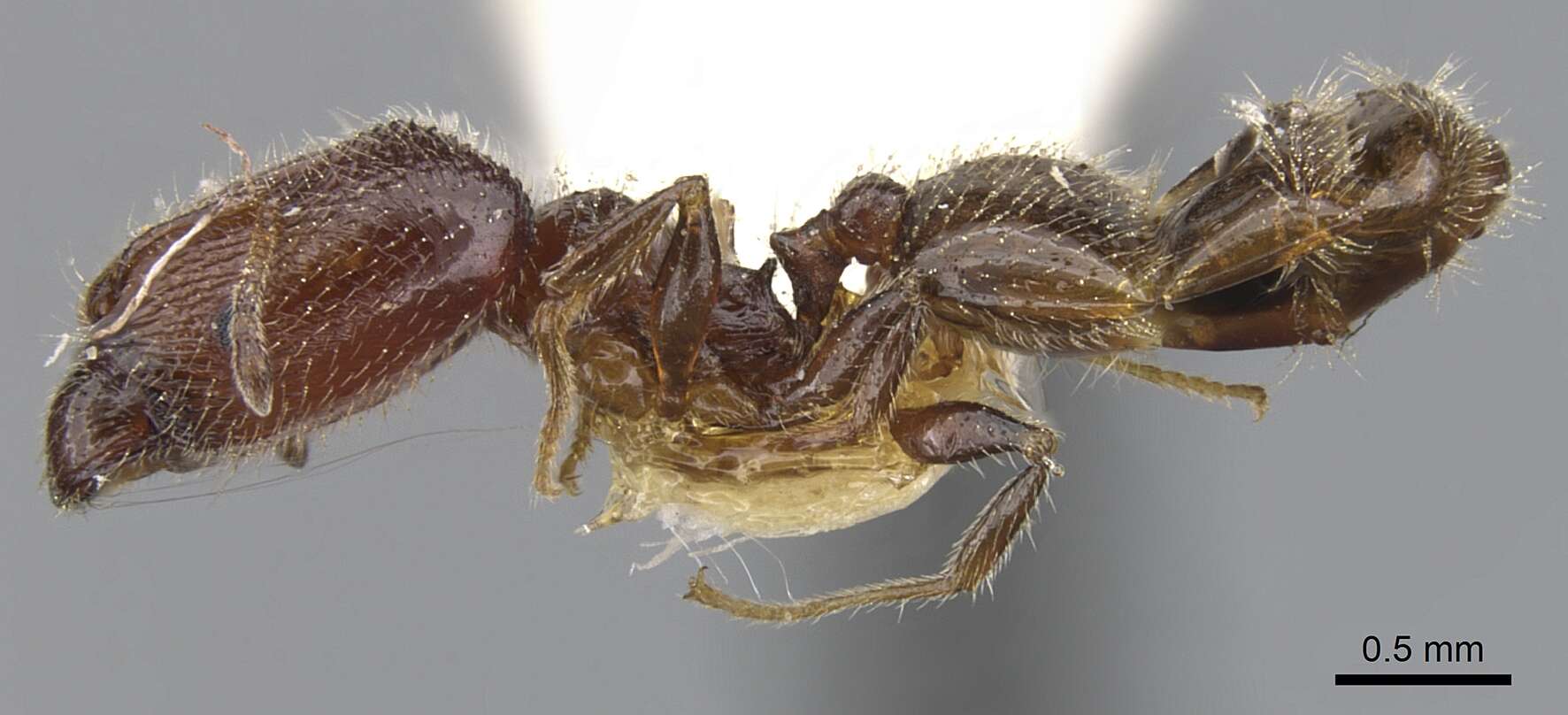 Image of Pheidole clementensis Gregg 1969