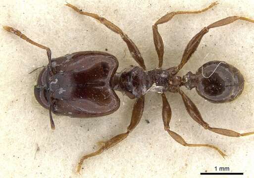 Image of Pheidole stulta Forel 1886