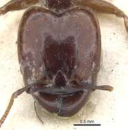 Image of Pheidole stulta Forel 1886