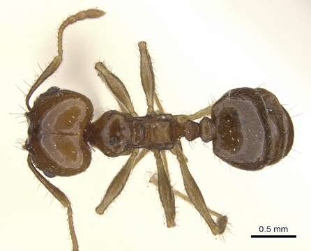 Image of Pheidole pubiventris Mayr 1887