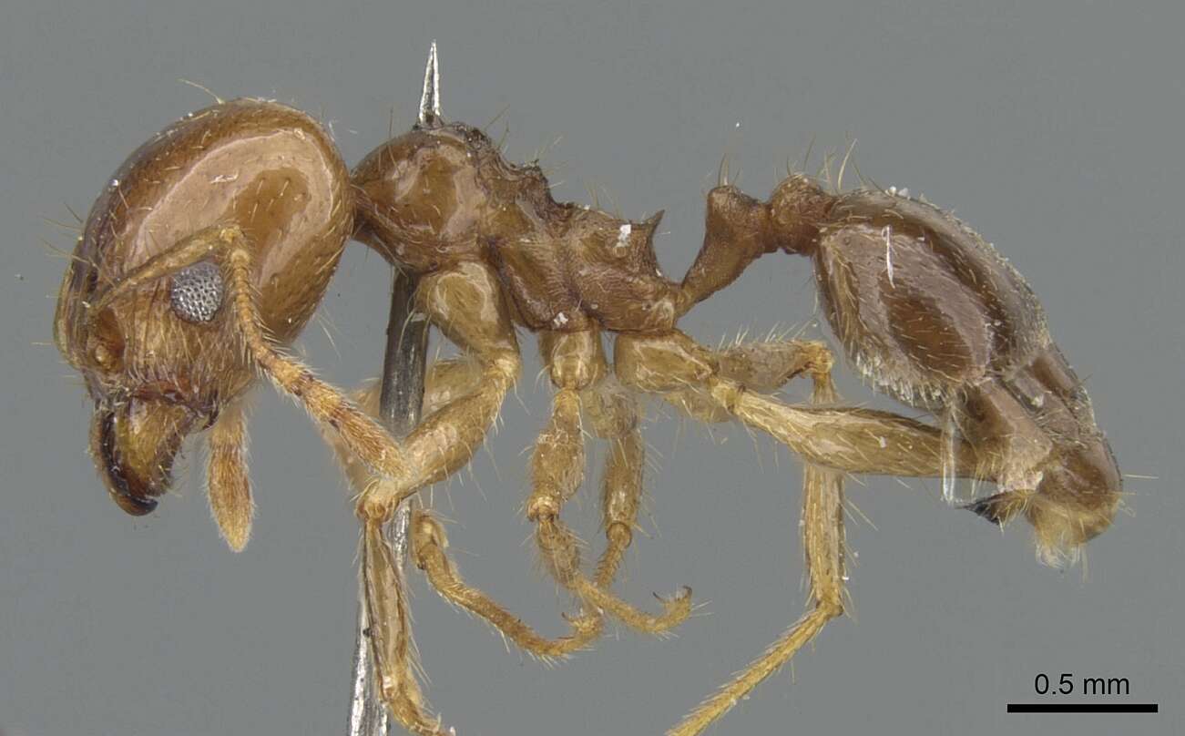 Image of Pheidole pubiventris Mayr 1887