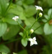 Image of Round-leaved Bedstraw