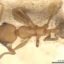 Image of Pheidole diligens (Smith 1858)