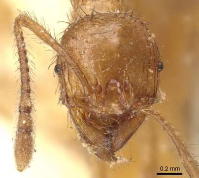 Image of Pheidole fimbriata Roger 1863