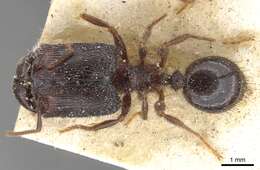 صورة Pheidole fimbriata Roger 1863