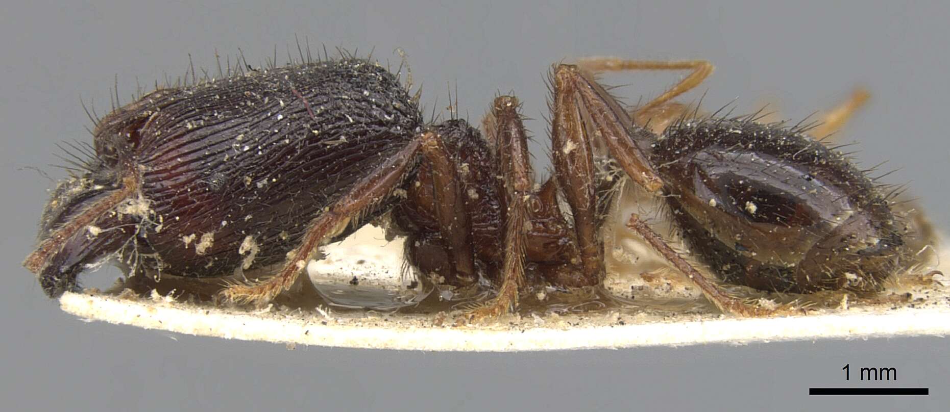 Image of Pheidole fimbriata Roger 1863