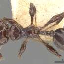 Image of Pheidole distorta Forel 1899