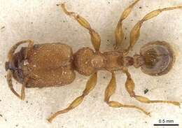 Imagem de Pheidole bicornis Forel 1899