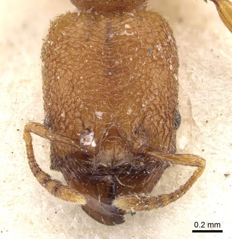 Imagem de Pheidole bicornis Forel 1899