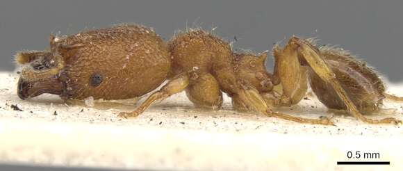 Imagem de Pheidole bicornis Forel 1899