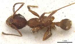 Image of Pheidole vorax (Fabricius 1804)