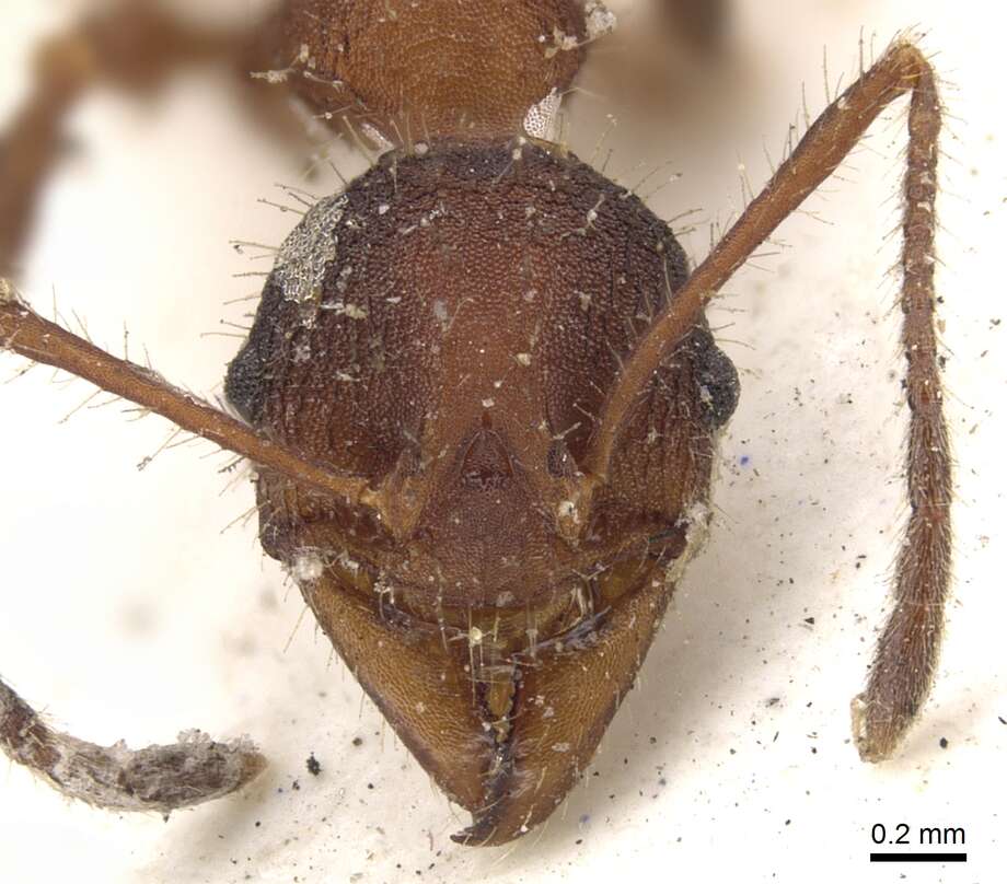 Image of Pheidole vorax (Fabricius 1804)