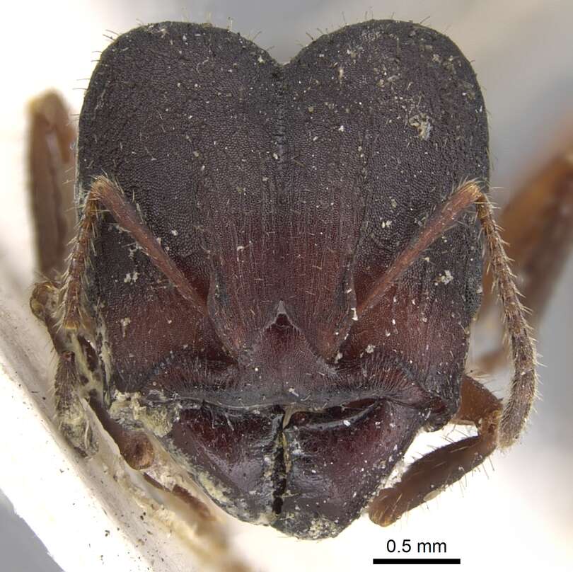 Image of Pheidole vorax (Fabricius 1804)