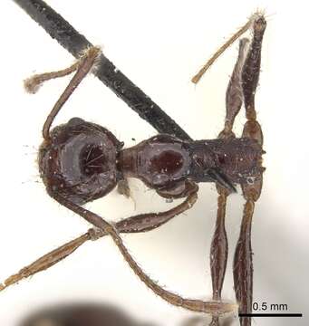 Image of Pheidole fallax Mayr 1870