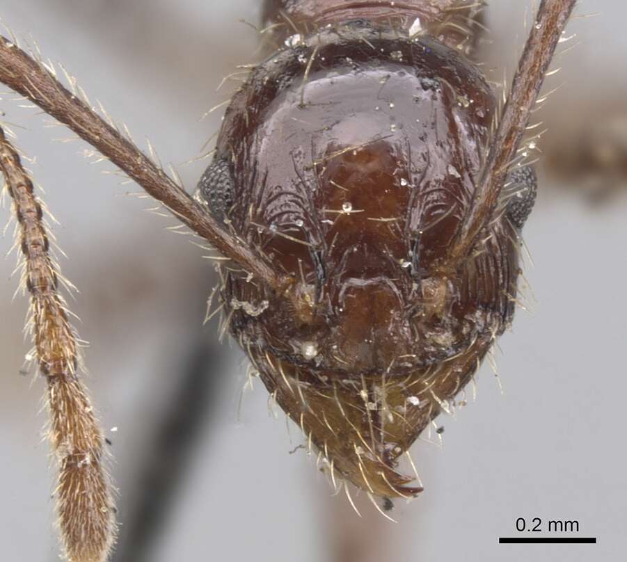 Image of Pheidole fallax Mayr 1870