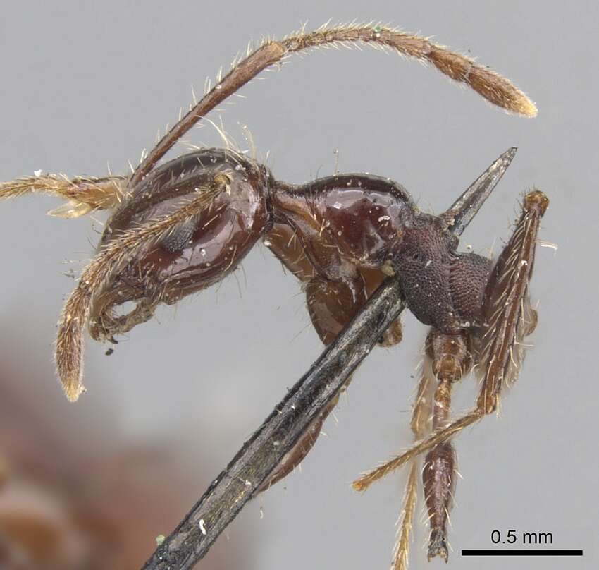 Image of Pheidole fallax Mayr 1870