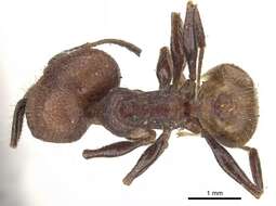 Image of Pheidole fallax Mayr 1870