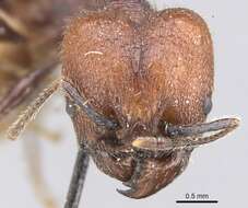 Image of Pheidole fallax Mayr 1870