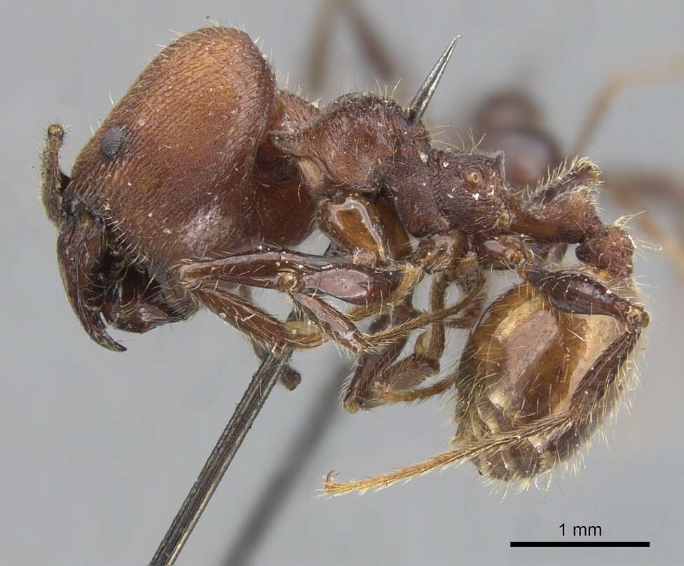 Image of Pheidole fallax Mayr 1870