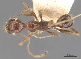 صورة Pheidole susannae Forel 1886