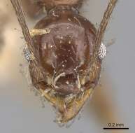 صورة Pheidole susannae Forel 1886