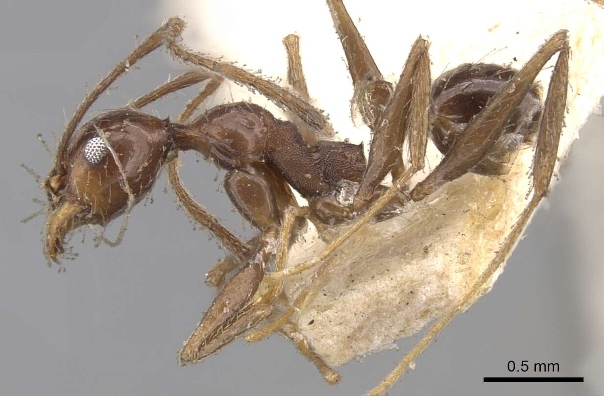 صورة Pheidole susannae Forel 1886