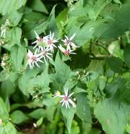 Image of white wood aster