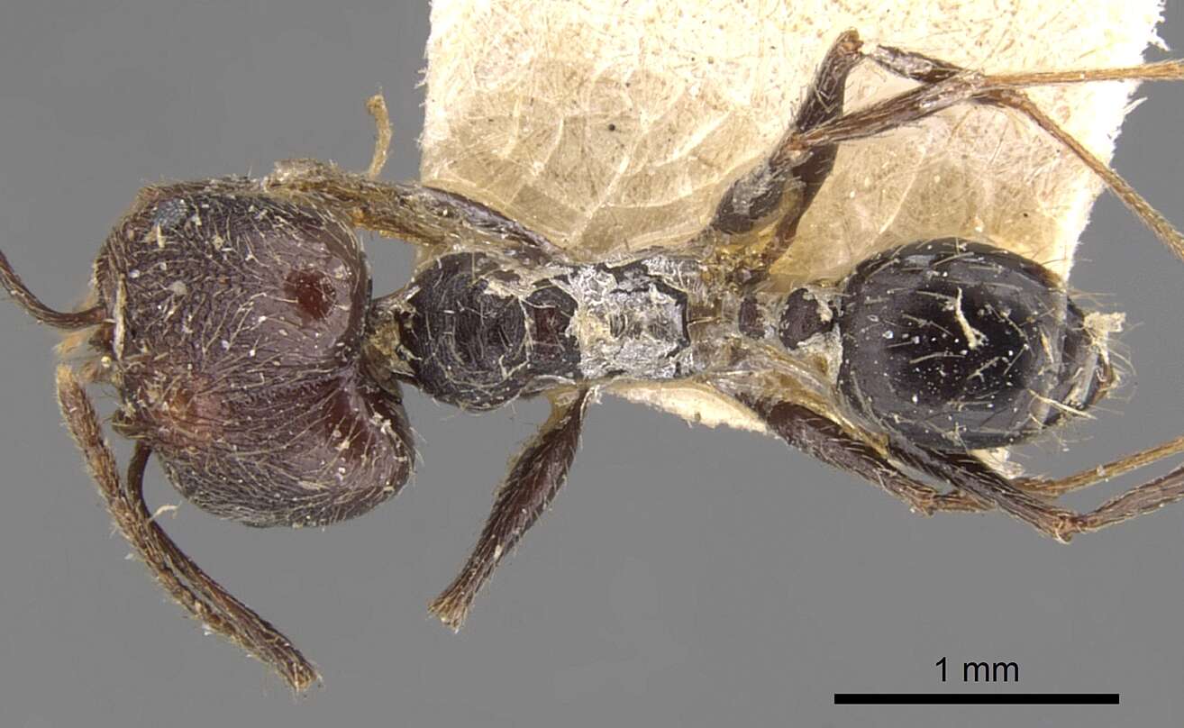 صورة Pheidole susannae Forel 1886