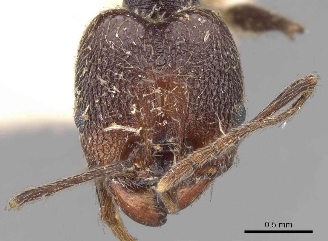 صورة Pheidole susannae Forel 1886