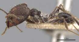 صورة Pheidole susannae Forel 1886