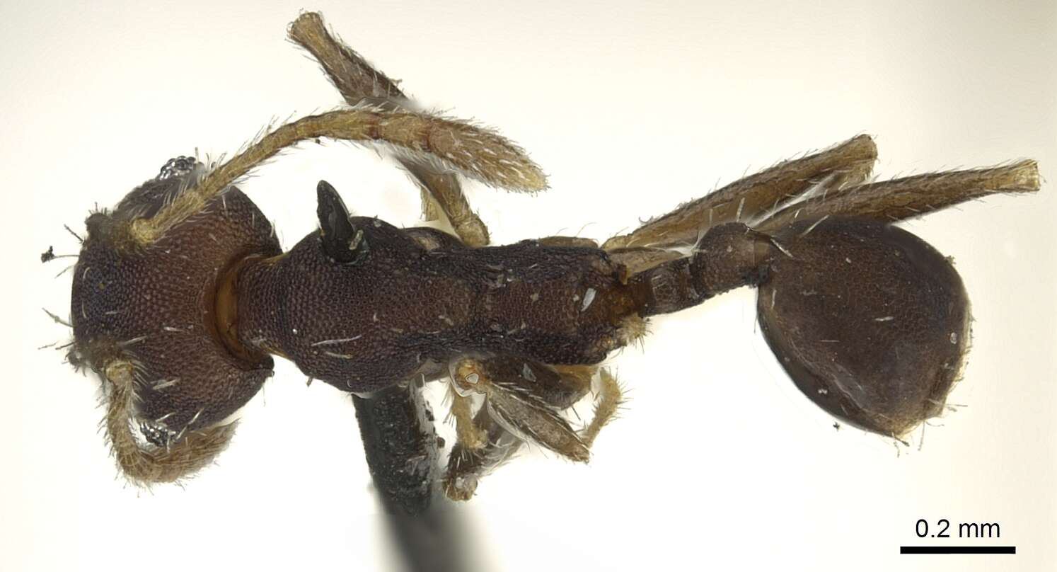 Pheidole punctatissima Mayr 1870的圖片